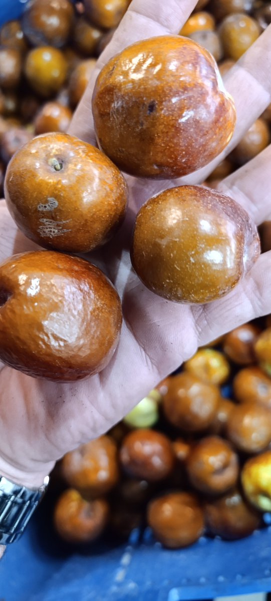 qoyyrazalq's tweet photo. Şu meyvenin faydalarını duyduğumda  çoğu hastalığa iyi geldiğini ve doktora gitme gereği kalmadığını öğrendiğim gün tüm hayatım değişti.. https://t.co/HLj7u2IuKd