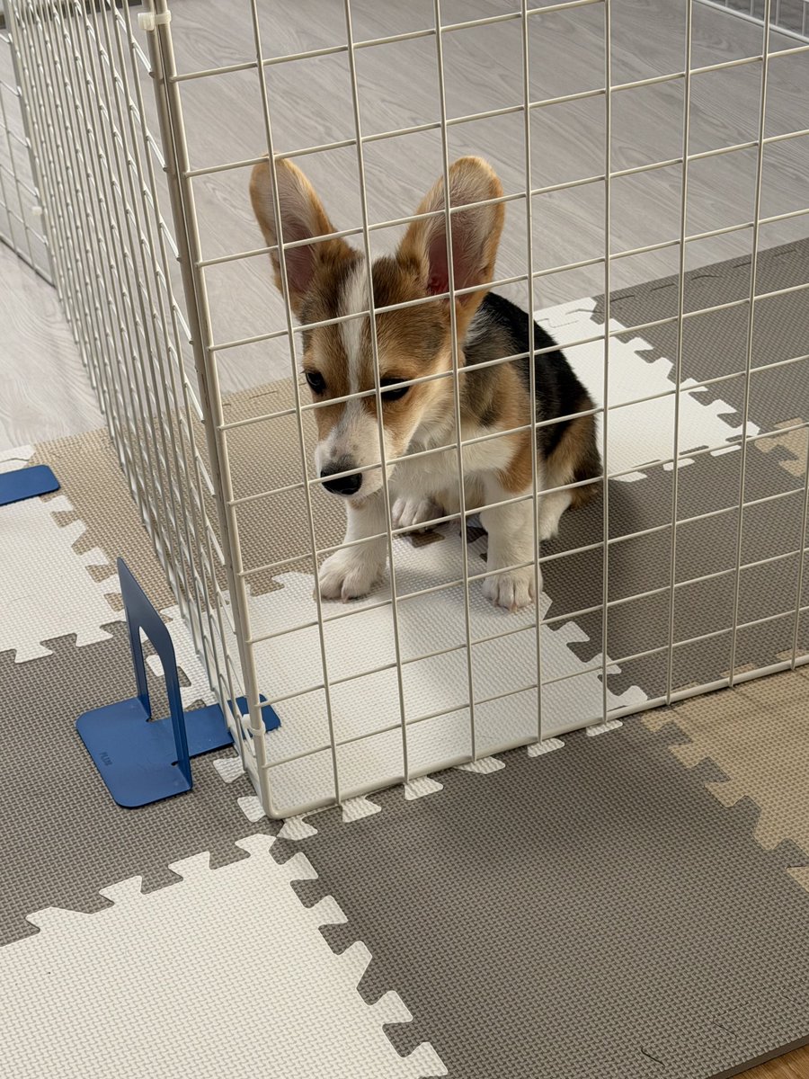 ditto_157's tweet photo. 朝遊んでもらう時間がなかった時の🐶 https://t.co/doBtEty1o7