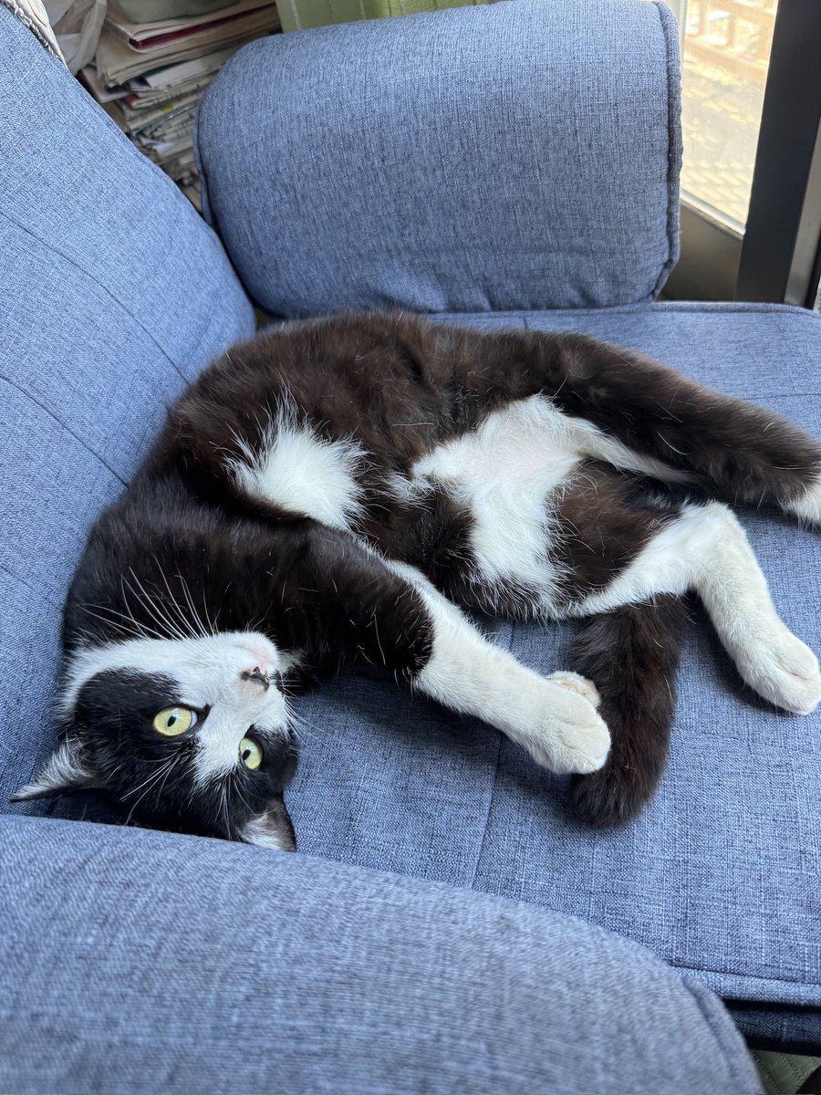 fuxn2m's tweet photo. 【拡散希望】迷子猫「はな」を探しています（埼玉県越生町）
10月12日の午前中から、埼玉県越生町の実家付近で、飼い猫の「はな」が行方不明になっています。
どんな小さな情報でも構いません。見かけた方、保護された方は、リプライまたはDMにてご連絡いただけますと幸いです。 https://t.co/PhW7uxK1py