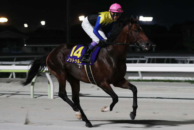 JRAVAN_info's tweet photo. 2022年ジャパンダートダービー（ＪｐｎⅠ）に勝利した、ノットゥルノが本日付けで競走馬登録を抹消されました。
今後は北海道日高郡新ひだか町のレックススタッドにて種牡馬となる予定とのことです。 https://t.co/saVaZYpXJG