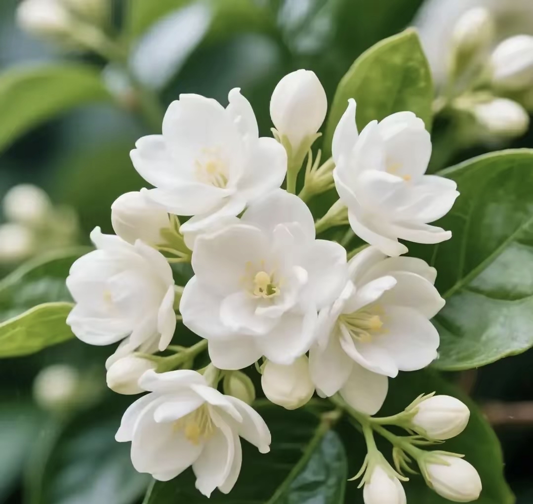 hyo6556's tweet photo. [正午に咲く白い双頭の花、晌孪白。その清らかな姿は、まるで静かな時間の中に溶け込むよう。今日もそっと目を留めて。]， https://t.co/7hjHSFYobH