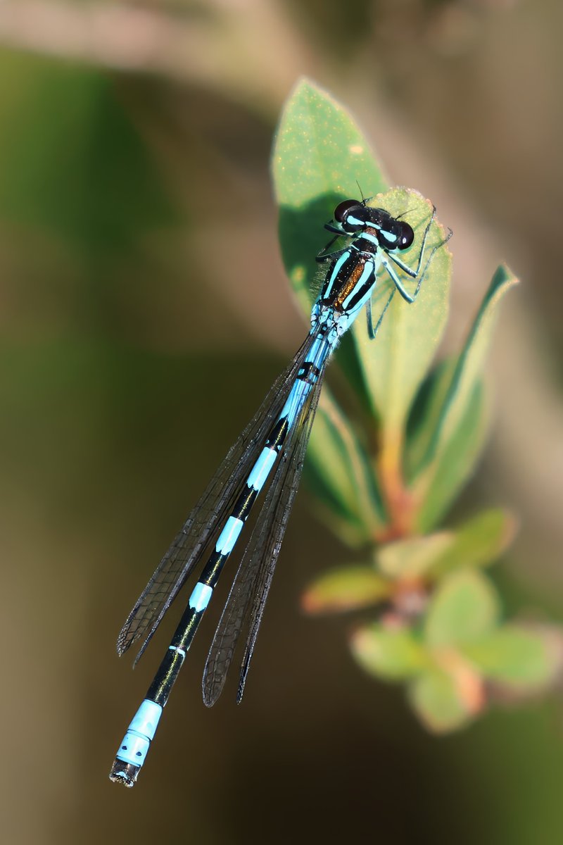 BDSdragonflies's tweet photo. 🚨 The new Red List for Britain’s dragonflies is here!
The 2026 review draws on 1.3 million+ records collected over 20 years. 8 species are now classed as Endangered, twice as many as in 2008.
📖 Read the full review &amp; share: https://t.co/BRk8BQfELp https://t.co/YbuV8ss3Hd