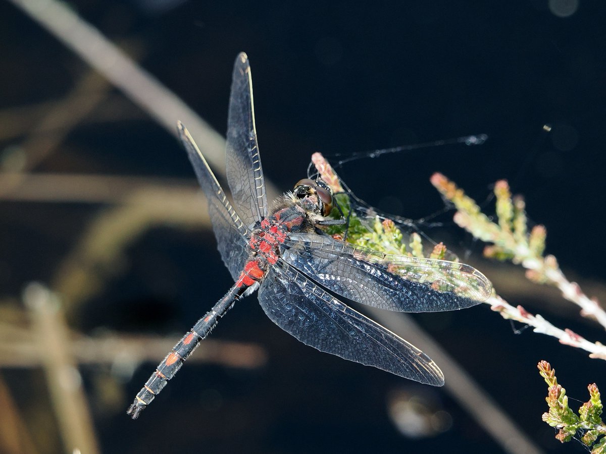 BDSdragonflies's tweet photo. 🚨 The new Red List for Britain’s dragonflies is here!
The 2026 review draws on 1.3 million+ records collected over 20 years. 8 species are now classed as Endangered, twice as many as in 2008.
📖 Read the full review &amp; share: https://t.co/BRk8BQfELp https://t.co/YbuV8ss3Hd