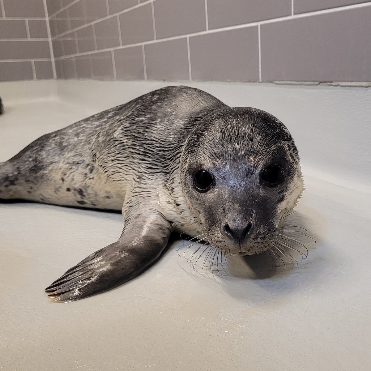 Zeehondencreche's tweet photo. 🦭 At 12:00 our seal care team will go live in the centre: https://t.co/BkYoHHmwrX

🦭 At 13:00 our colleague Sander will answer your questions on seal biology &amp; seal policy in the Netherlands: https://t.co/WIRRfUVzep

⬇️ Ask you questions in the comments https://t.co/9npVBiSOIp
