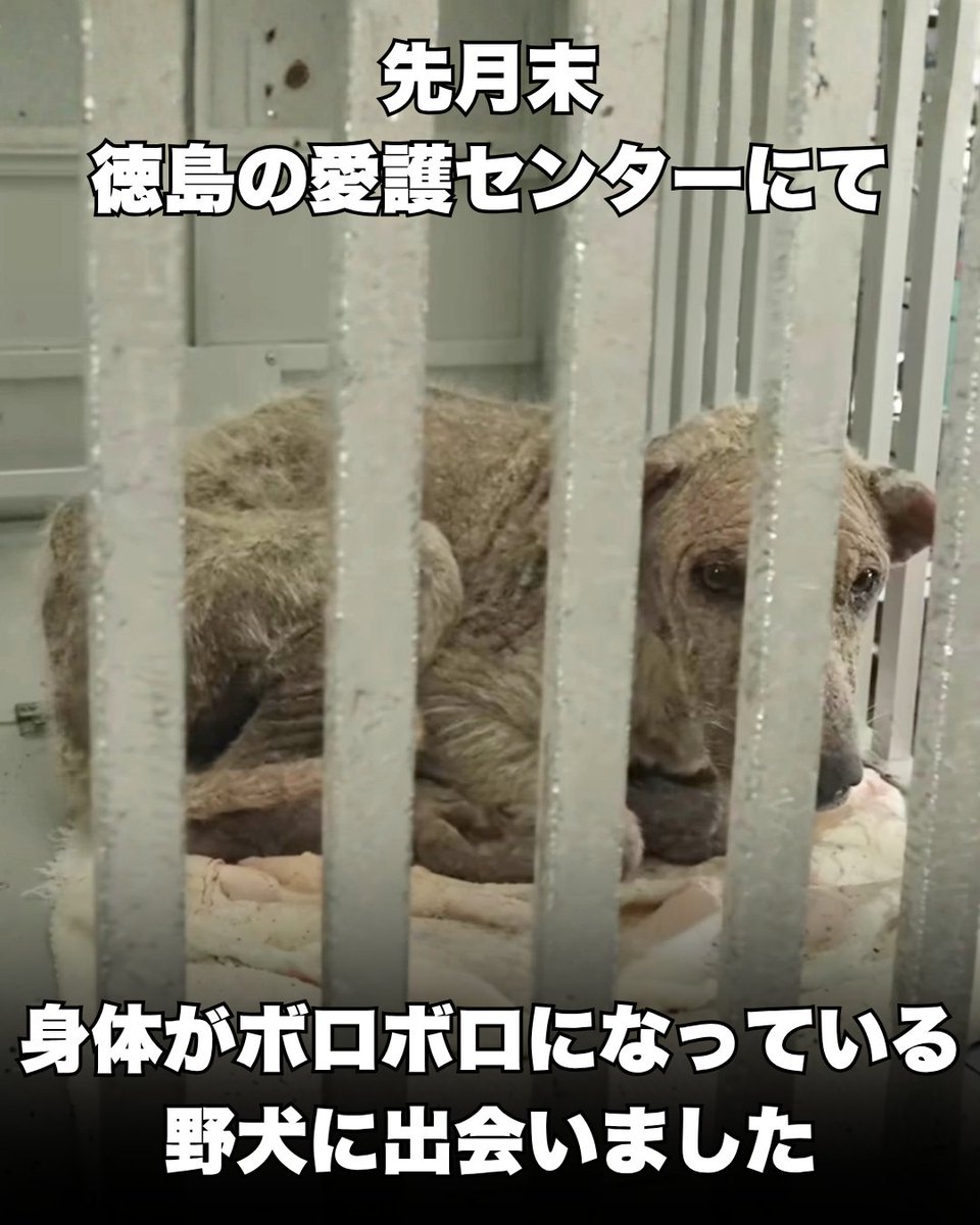 PeaceWankoJapan's tweet photo. 僕が嫌いになったの？だから捨てたの…？
#ピースワンコ #犬(1/4) https://t.co/f5pWr3D2tu