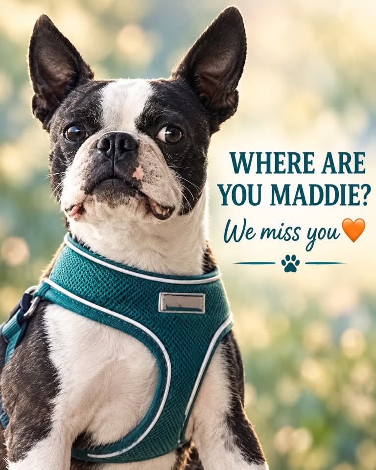 MissingPetsGB's tweet photo. 🐕‍🦺 MADDIE, a NERVOUS &amp; SCARED small dog, escaped from a family home in Flower Lane #Godstone #Surrey #RH7 on 7 October 2026.
She DOES NOT know the area.

MADDIE MUST NOT be approached, she will bolt, she needs to calm &amp; settle for her owner to secure her, or to be safely trapped. https://t.co/BrPncX17L3