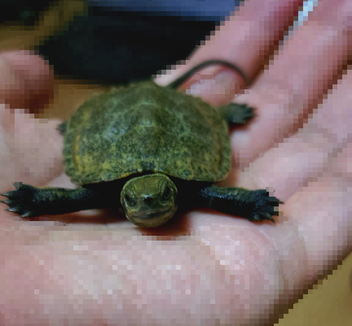 AnguillaXAngler's tweet photo. ウチのコ紹介その４
ニホンイシガメのベビーをお迎えしました。名前を考え中だけどアイデアが出ない…
先々代🐢はカメゴン（スッポンだけど）
先代🐢はゼニマル（ゼニガメから）
先住🐢はチビマル（今や全���チビくないけど…）
さーて困った…二代目ゼニマルにするか…？
#ニホンイシガメ https://t.co/iGicnWGrfe