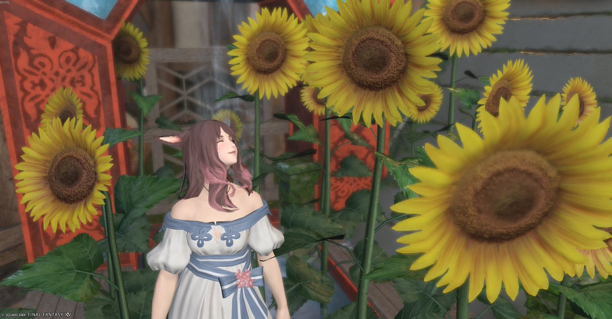 cocoa_M_FF14's tweet photo. 可愛い子（かっこいいこ？）引っ張り込むのに成功したのでわたしはほくほくです。嬉しくてずっとにこにこでした🥰
そして本当に素敵なスタジオ…幻想的すぎて凄くすき。
ひまわり大きく育ったねー！のにこにこと、そんなところで突っ立ってどうしたのー？のつんつん写真もすき♡
#Ephemeral_studio https://t.co/c3GqvBUl4R
