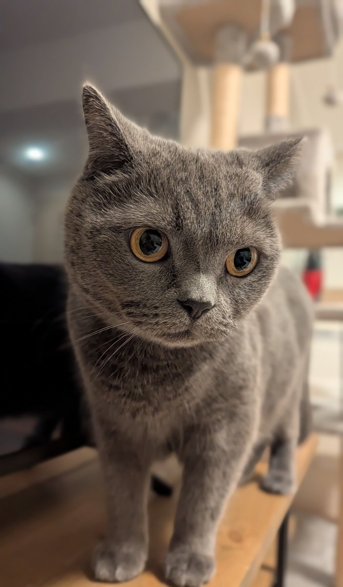 momen___san's tweet photo. イケメン🐱✨

 #ブリティッシュショートヘア https://t.co/sic7aVi8RV
