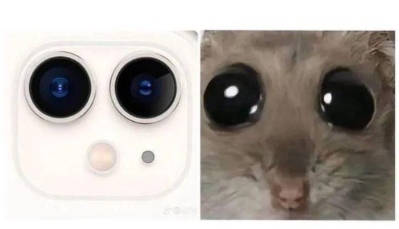 guptaayush7080's tweet photo. iPhone camera or baby sugar glider?  
Either way… too cute to handle 🥺✨ https://t.co/0GmJT1R4z8