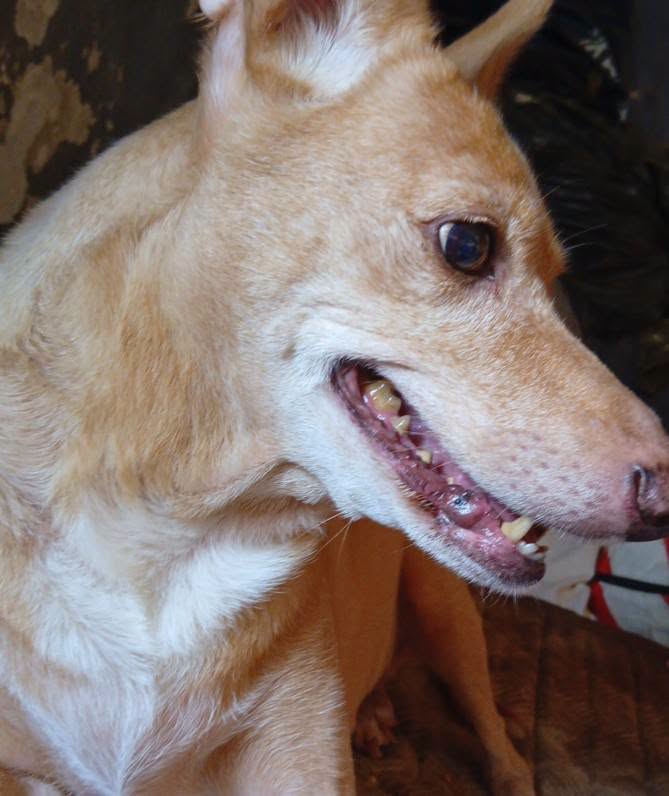 SosAbuelos1's tweet photo. #SEVILLA
El humano de esta abuelita de 13 años y otro perrito de 3, mañana tienen que dejar su casa de alquiler en un barrio muy conflictivo. Se encuentra en una situación muy precaria y no sabe qué hacer; se quedan en la calle.
¿Alguien puede echar una pata?

Contacto: 688461336 https://t.co/1RIQ3MemRF