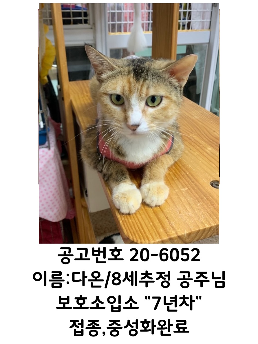casadel_gatto's tweet photo. 무슨말을 써야 될지 모르겠습니다

묘연을 느낀다면...
부탁합니다. https://t.co/g82Iwcbv16
