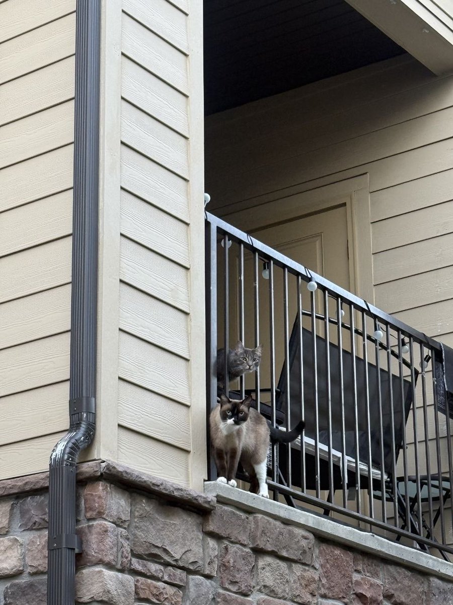 09marivelle's tweet photo. went outside for a second and accidentally made two friends https://t.co/EwotRTj1oV