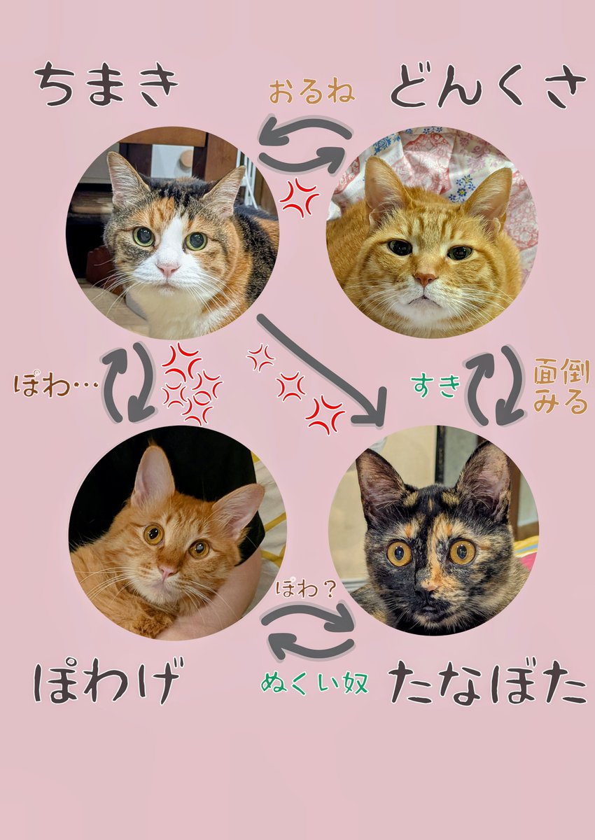 motikiro2's tweet photo. 【固定用】
猫の動画像多めのアカウント
ちまき（縞三毛　メス）
どんくさ（茶トラ　オス）
ぽわげ（茶トラ　オス）
たなぼた（サビ猫　メス）

マシュマロ
https://t.co/LEPnjfMbXZ

LINEスタンプ
https://t.co/naFtdqzABJ

写真集（Kindle）
https://t.co/Zo9x0ylefx

You Tube
https://t.co/NkwPNRZbYV