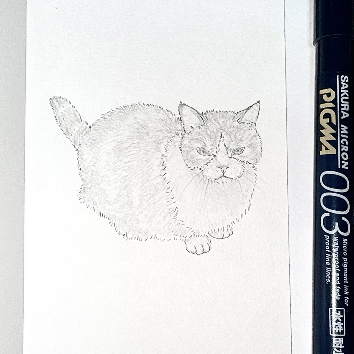 maogatocatneko's tweet photo. γ€γ³γ―γγΌγγΌ Day15π±
#inktober
#catart #catdrawing
#munchkincatober https://t.co/wUwVHGiawX