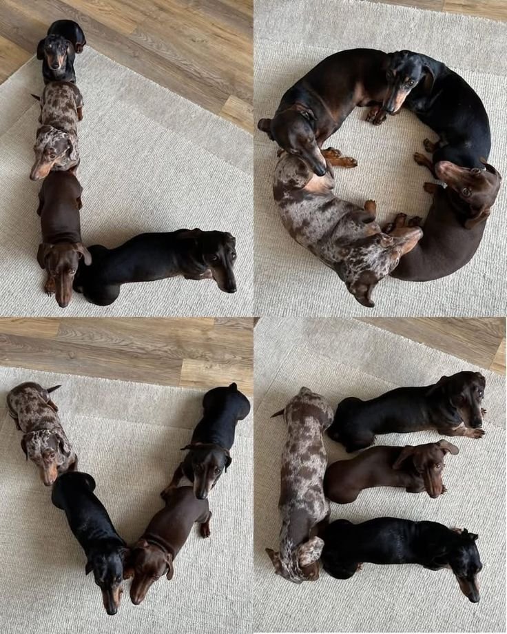 puppiesDoglover's tweet photo. https://t.co/FcHlu7qpyr