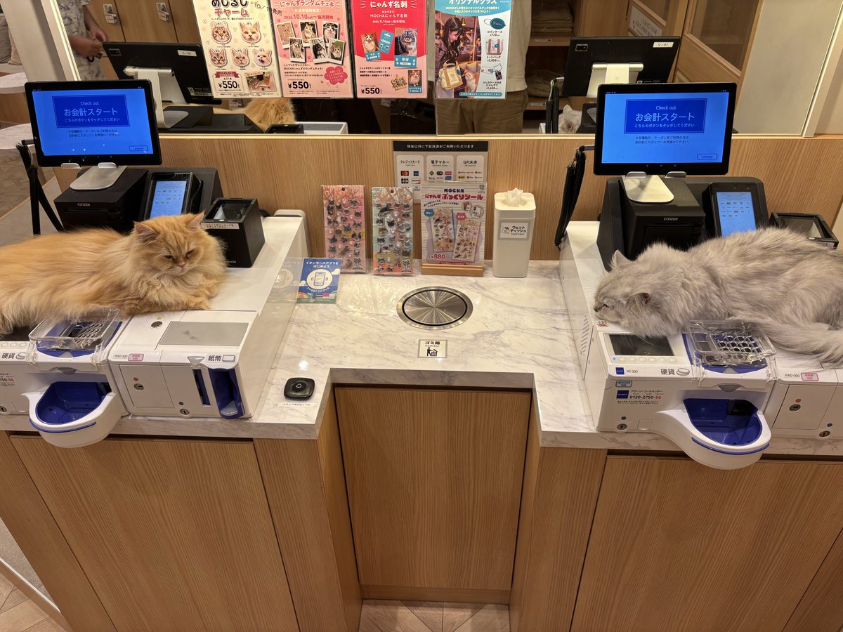 Iwashi3929329's tweet photo. 会計できねえ😹
仕方ない、もう少しだけゆっくりするか😽😻 https://t.co/H6r9V62pf3