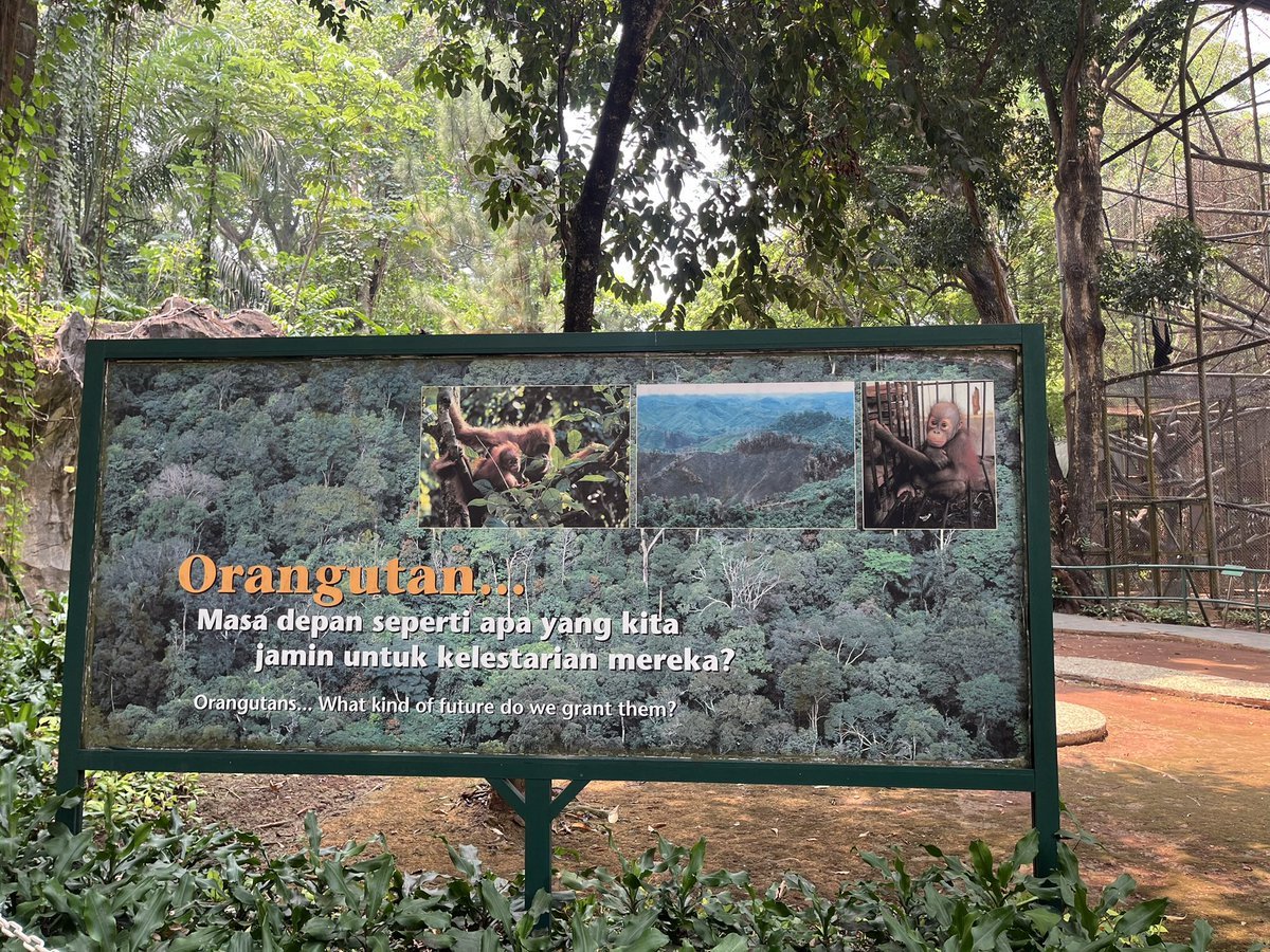 gonewitch777's tweet photo. a day of strolling around ragunan: first time seeing pelicans (wonderful creatures !!), girl lunch for the orangutans (can u believe they eat star fruits too?!! :3) and surreal scenery in the middle of jakarta (whattt) https://t.co/b3HhxXLh0o