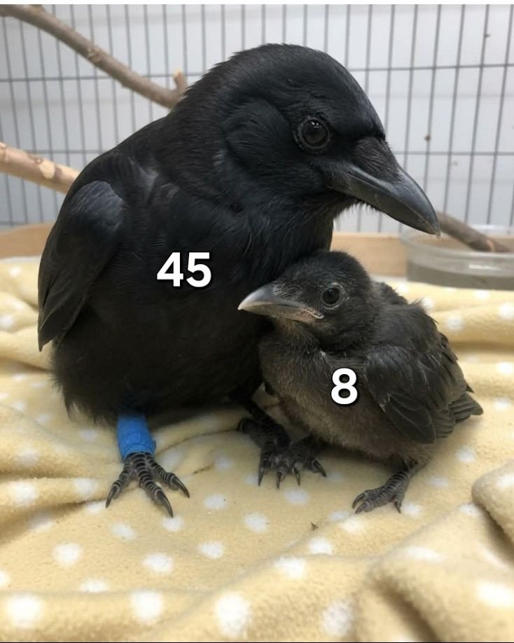aili2248's tweet photo. Dottore segments (and og) as birds https://t.co/tuAC6VIIoB