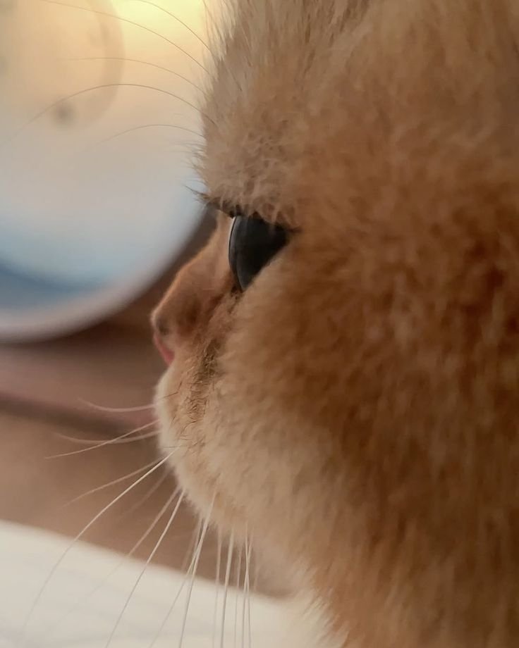 belovedyul's tweet photo. my silly cat ^___^ https://t.co/vfNjGvfZeQ