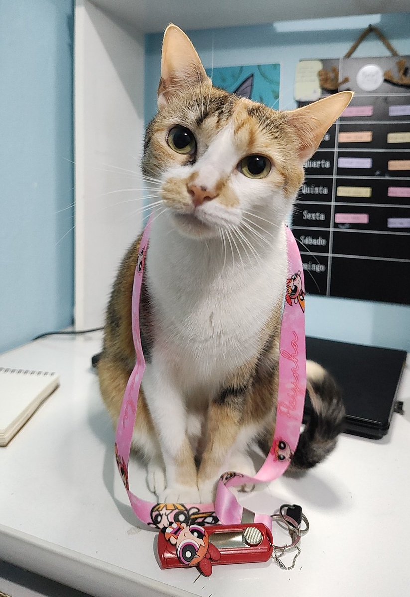 chicorinha_'s tweet photo. A maior lagartixa do mundo tá de aniversário hoje
Parabéns gatinha mimas lagartixa, feliz dia das miócas https://t.co/b8WcbVxWvD