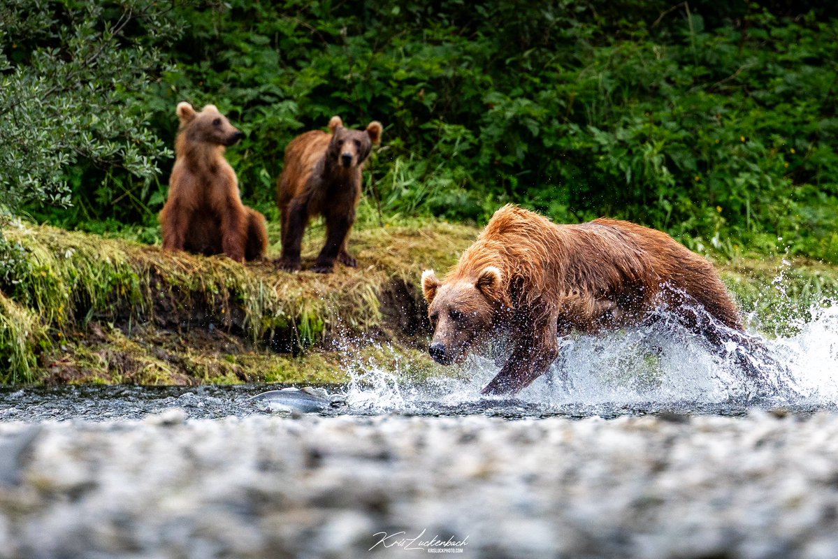 KrisLuckPhoto's tweet photo. My 4 favorite animals to photograph in the wild https://t.co/RIKnnpBbQZ