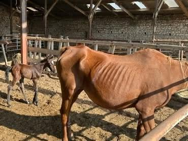 BRINDILLE851's tweet photo. Hello Galop
 CHER, 203 CHEVAUX EN DÉTRESSE. NOUS RECHERCHONS DES ASSOCIATIONS DE SAUVETAGE, merci de contacter la DDPP du Cher DDPP Mail : ddetspp@cher.gouv.fr
QUI NE DIT RIEN CONSENT
LES PROBLÈMES D’ARGENT NE JUSTIFIE EN RIEN LA MALTRAITANCE
A St germain du puy 18390 une situation particulièrement préoccupante concerne environ 203 chevaux présents sur une exploitation agricole et un ancien centre équestre en grande difficulté.
 Les chevaux présentent un amaigrissement marqué. Des poulains sont présents auprès de leurs mères dans des états faméliques.
Selon les informations recueillies, seuls 57 chevaux seraient identifiés par puce électronique. Les autres se seraient reproduits librement au fil des années.
Des juments seraient gestantes, tandis que certaines ont déjà mis bas. Pour les poulains nouveau-nés, le manque de nourriture et l'état de santé de leur mère représentent une urgence vitale.
La DDPP est informée depuis des mois de cette situation et une aide en fourrage 1 fois par mois par la préfecture a été mis en place. pauvres chevaux ! c’est une honte
 NOUS LANÇONS UN APPEL À TOUTES LES ASSOCIATIONS ÉQUINES et aux particuliers merci de contacter directement la DDPP du Cher .
Nous recherchons :
 Des refuges et associations, des particuliers capables d'accueillir un ou plusieurs chevaux.
 Des structures expérimentées avec les chevaux non manipulés ou difficiles à approcher.
 des aides en fourrage.
 Des vétérinaires et des maréchaux-ferrants pouvant participer à leur prise en charge.
 Les juments gestantes et les poulains nouveau-nés nécessitent une attention particulière et urgente.
 Merci de partager largement ce post qui a pour but de fait cesser cette situation insoutenable pour les 200 chevaux.
Association hello Galop