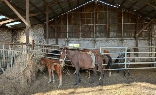 BRINDILLE851's tweet photo. Hello Galop
 CHER, 203 CHEVAUX EN DÉTRESSE. NOUS RECHERCHONS DES ASSOCIATIONS DE SAUVETAGE, merci de contacter la DDPP du Cher DDPP Mail : ddetspp@cher.gouv.fr
QUI NE DIT RIEN CONSENT
LES PROBLÈMES D’ARGENT NE JUSTIFIE EN RIEN LA MALTRAITANCE
A St germain du puy 18390 une situation particulièrement préoccupante concerne environ 203 chevaux présents sur une exploitation agricole et un ancien centre équestre en grande difficulté.
 Les chevaux présentent un amaigrissement marqué. Des poulains sont présents auprès de leurs mères dans des états faméliques.
Selon les informations recueillies, seuls 57 chevaux seraient identifiés par puce électronique. Les autres se seraient reproduits librement au fil des années.
Des juments seraient gestantes, tandis que certaines ont déjà mis bas. Pour les poulains nouveau-nés, le manque de nourriture et l'état de santé de leur mère représentent une urgence vitale.
La DDPP est informée depuis des mois de cette situation et une aide en fourrage 1 fois par mois par la préfecture a été mis en place. pauvres chevaux ! c’est une honte
 NOUS LANÇONS UN APPEL À TOUTES LES ASSOCIATIONS ÉQUINES et aux particuliers merci de contacter directement la DDPP du Cher .
Nous recherchons :
 Des refuges et associations, des particuliers capables d'accueillir un ou plusieurs chevaux.
 Des structures expérimentées avec les chevaux non manipulés ou difficiles à approcher.
 des aides en fourrage.
 Des vétérinaires et des maréchaux-ferrants pouvant participer à leur prise en charge.
 Les juments gestantes et les poulains nouveau-nés nécessitent une attention particulière et urgente.
 Merci de partager largement ce post qui a pour but de fait cesser cette situation insoutenable pour les 200 chevaux.
Association hello Galop
