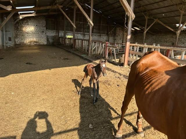 BRINDILLE851's tweet photo. Hello Galop
 CHER, 203 CHEVAUX EN DÉTRESSE. NOUS RECHERCHONS DES ASSOCIATIONS DE SAUVETAGE, merci de contacter la DDPP du Cher DDPP Mail : ddetspp@cher.gouv.fr
QUI NE DIT RIEN CONSENT
LES PROBLÈMES D’ARGENT NE JUSTIFIE EN RIEN LA MALTRAITANCE
A St germain du puy 18390 une situation particulièrement préoccupante concerne environ 203 chevaux présents sur une exploitation agricole et un ancien centre équestre en grande difficulté.
 Les chevaux présentent un amaigrissement marqué. Des poulains sont présents auprès de leurs mères dans des états faméliques.
Selon les informations recueillies, seuls 57 chevaux seraient identifiés par puce électronique. Les autres se seraient reproduits librement au fil des années.
Des juments seraient gestantes, tandis que certaines ont déjà mis bas. Pour les poulains nouveau-nés, le manque de nourriture et l'état de santé de leur mère représentent une urgence vitale.
La DDPP est informée depuis des mois de cette situation et une aide en fourrage 1 fois par mois par la préfecture a été mis en place. pauvres chevaux ! c’est une honte
 NOUS LANÇONS UN APPEL À TOUTES LES ASSOCIATIONS ÉQUINES et aux particuliers merci de contacter directement la DDPP du Cher .
Nous recherchons :
 Des refuges et associations, des particuliers capables d'accueillir un ou plusieurs chevaux.
 Des structures expérimentées avec les chevaux non manipulés ou difficiles à approcher.
 des aides en fourrage.
 Des vétérinaires et des maréchaux-ferrants pouvant participer à leur prise en charge.
 Les juments gestantes et les poulains nouveau-nés nécessitent une attention particulière et urgente.
 Merci de partager largement ce post qui a pour but de fait cesser cette situation insoutenable pour les 200 chevaux.
Association hello Galop