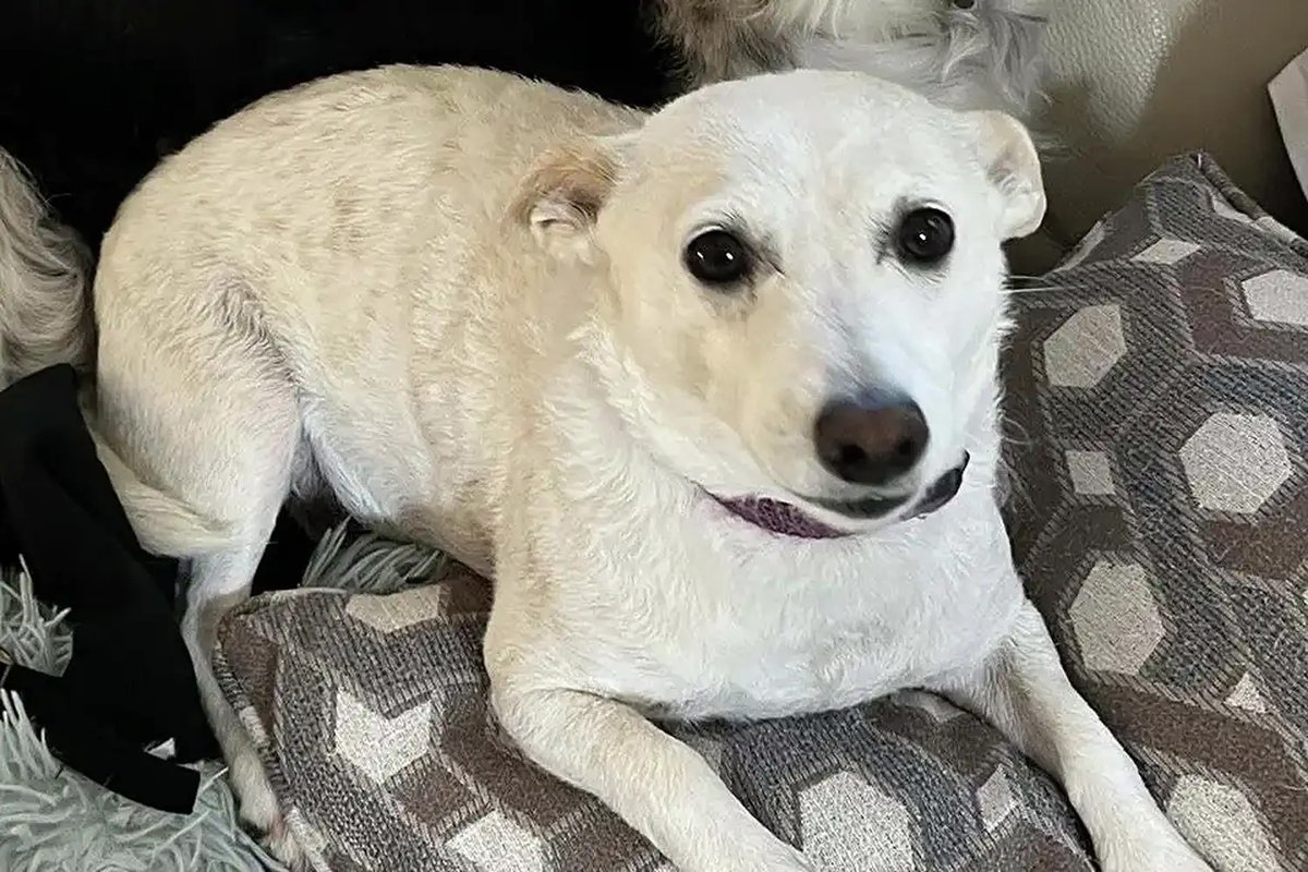 Complex's tweet photo. A 10-year-old terrier named Luna has pulled off an incredible survival story, spending 34 days alone in Yellowstone National Park after escaping her family’s cabin. 🙏

The dog was finally rescued and reunited with her California family, underweight but alive and well after more than a month in the wilderness.

📷 Norris Ark Training & Recovery Center
