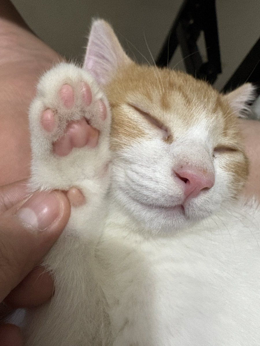 KillSimi's tweet photo. My cat https://t.co/tWCmKo0Xjo