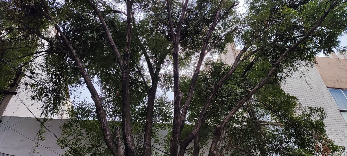 ColPeriodista1's tweet photo. Apoyo para retirar la #ENERGÍA #ELÉCTRICA para hacer los trabajos de #LIMPIEZA de #MUÉRDAGO qué se está Realizando con el presupuesto participativo en la Colonia Periodista Alcaldía Miguel CIUDAD DE MÉXICO @CFE_Contigo @AlcaldiaMHmx @mauriciotabe @SOBSECDMX @locatel_mx @MHcesac https://t.co/h0lSsTl7Um