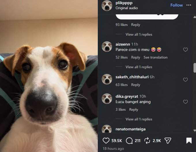phenixsdev's tweet photo. Theres a new dog PFP cult on IG with 30m views in the last few weeks

This is Chapa and its going SUPER viral literally becoming a cult of fans switching their PFP

https://t.co/trNRu66RQ7

Name is on the link tree https://t.co/1gq28V8VDz