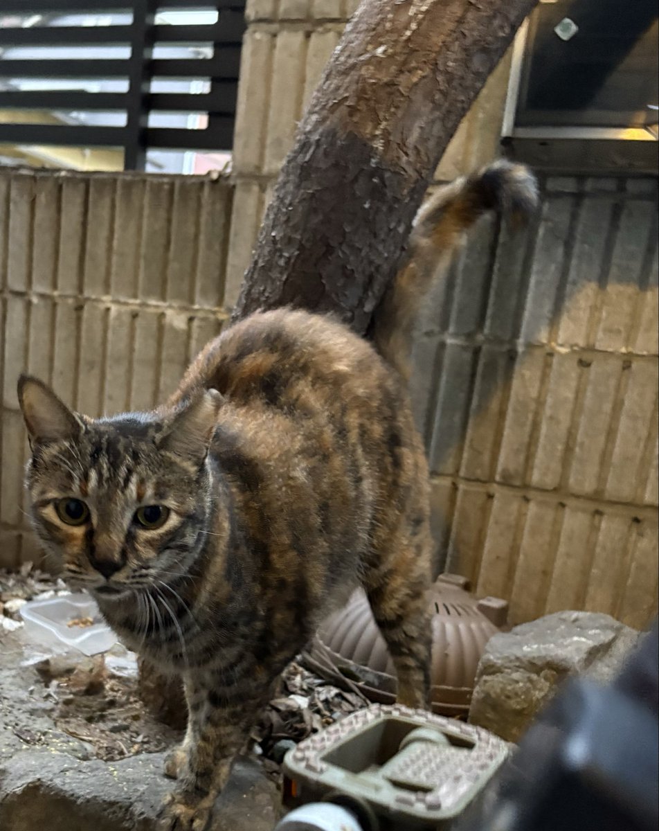 anzu27583's tweet photo. 先日、TNRしたキジトラくん😺
戻って来た時は、元気なかったのですが、翌日からは、時間はマチマチですが、
ご飯も食べに来てくれます🍚

庭の😺達は、縄張りがあり威嚇してしまうので他の場所で😹🍚

今は、毎日、庭に居る猫達3匹、茶トラ君、キジ君、ハチワレちゃんの
6匹の地域猫たちの🍚🐈 https://t.co/hb5VBuKnDy