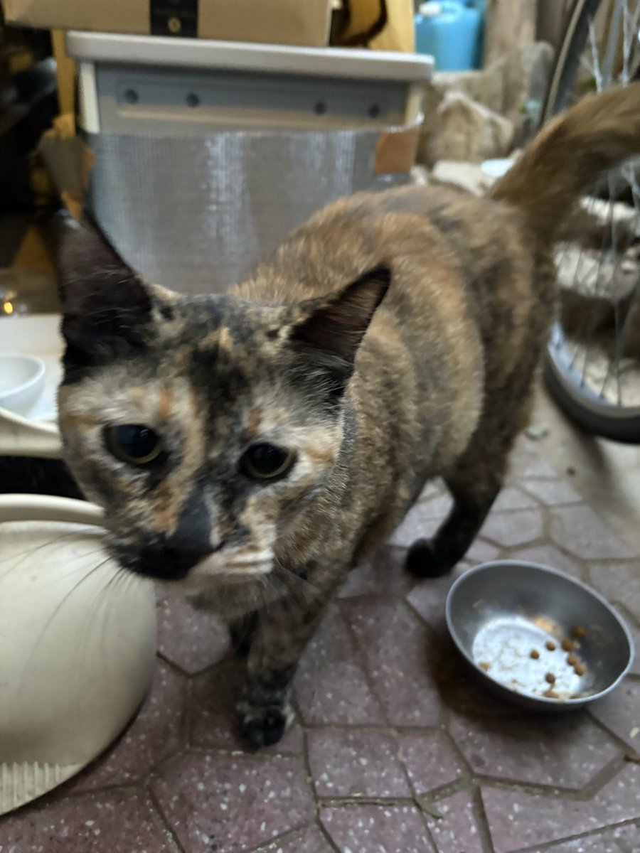 anzu27583's tweet photo. 先日、TNRしたキジトラくん😺
戻って来た時は、元気なかったのですが、翌日からは、時間はマチマチですが、
ご飯も食べに来てくれます🍚

庭の😺達は、縄張りがあり威嚇してしまうので他の場所で😹🍚

今は、毎日、庭に居る猫達3匹、茶トラ君、キジ君、ハチワレちゃんの
6匹の地域猫たちの🍚🐈 https://t.co/hb5VBuKnDy