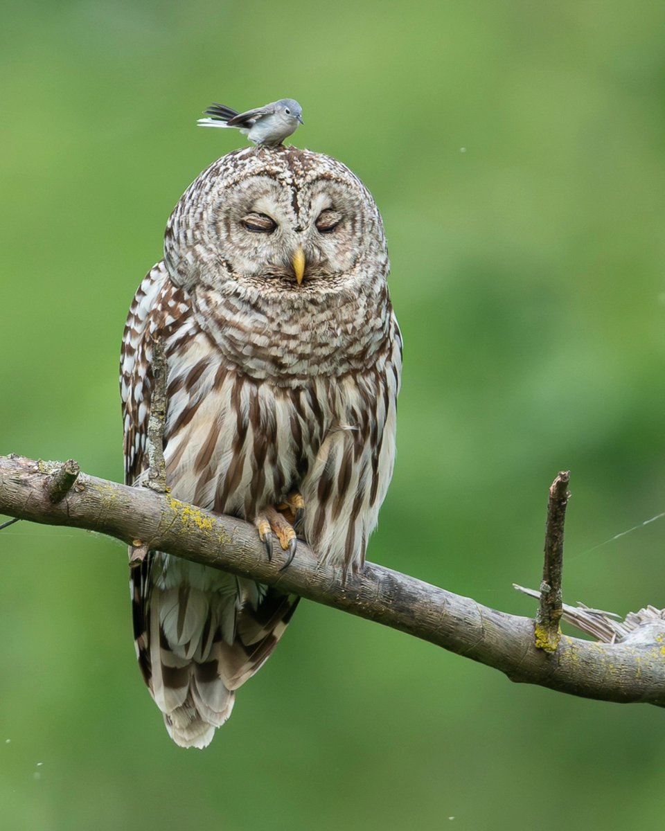 birdscolour56's tweet photo. A Tiny Bird, a Sleepy Owl, and the Sweetest Little Perch 🦉🐦 https://t.co/NPa1XCmdPK