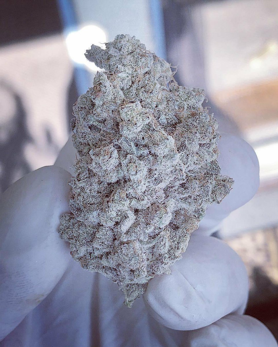 Deadhead_247's tweet photo. White widow 🍁💟
Website https://t.co/XXFgYP8XiX
Telegram ➡️ https://t.co/xig60et4TR https://t.co/PNq4ZfsHLv