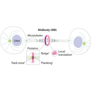 CellGenomics's tweet photo. Mitotic and meiotic midbody remnants: Divergent architectures with distinct clinical applications dlvr.​it/TVwfQJ https://t.co/aAqk6VpX4c