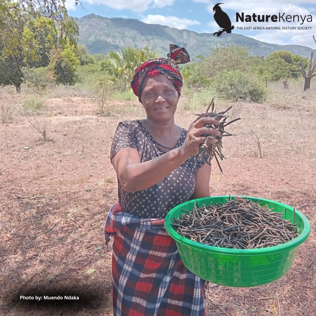 Nature_Kenya's tweet photo. Meet Gladys Mulwa of Mutitu SSG! Through climate-smart agriculture, she is improving harvests, supporting her family and helping protect forests.

This #InternationalDayOfRuralWomen, we celebrate Gladys and rural women farmers caring for Mother Nature.  #ClimateSmartAgriculture https://t.co/aFVDGxOjw6