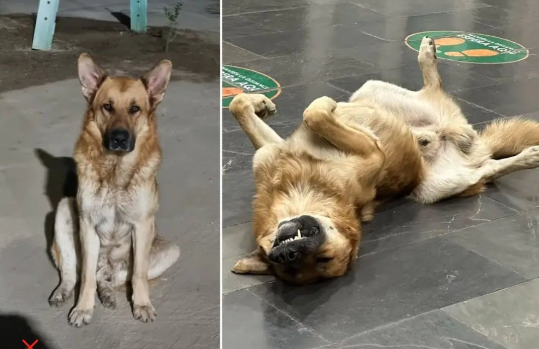 CarlosAmpuero's tweet photo. El ASESINATO del perrito de Colina ,día que pasa se contradicen en su Mentira, primero dijieron que fue un transeúnte,ahora dicen que fue a un Funcionario del Municipio!
Hay que interponer la denuncia en Fiscalia contra el @SeremiSaludRM y Alcaldesa @imvalenzuela de @MuniColina https://t.co/8K971okT8o