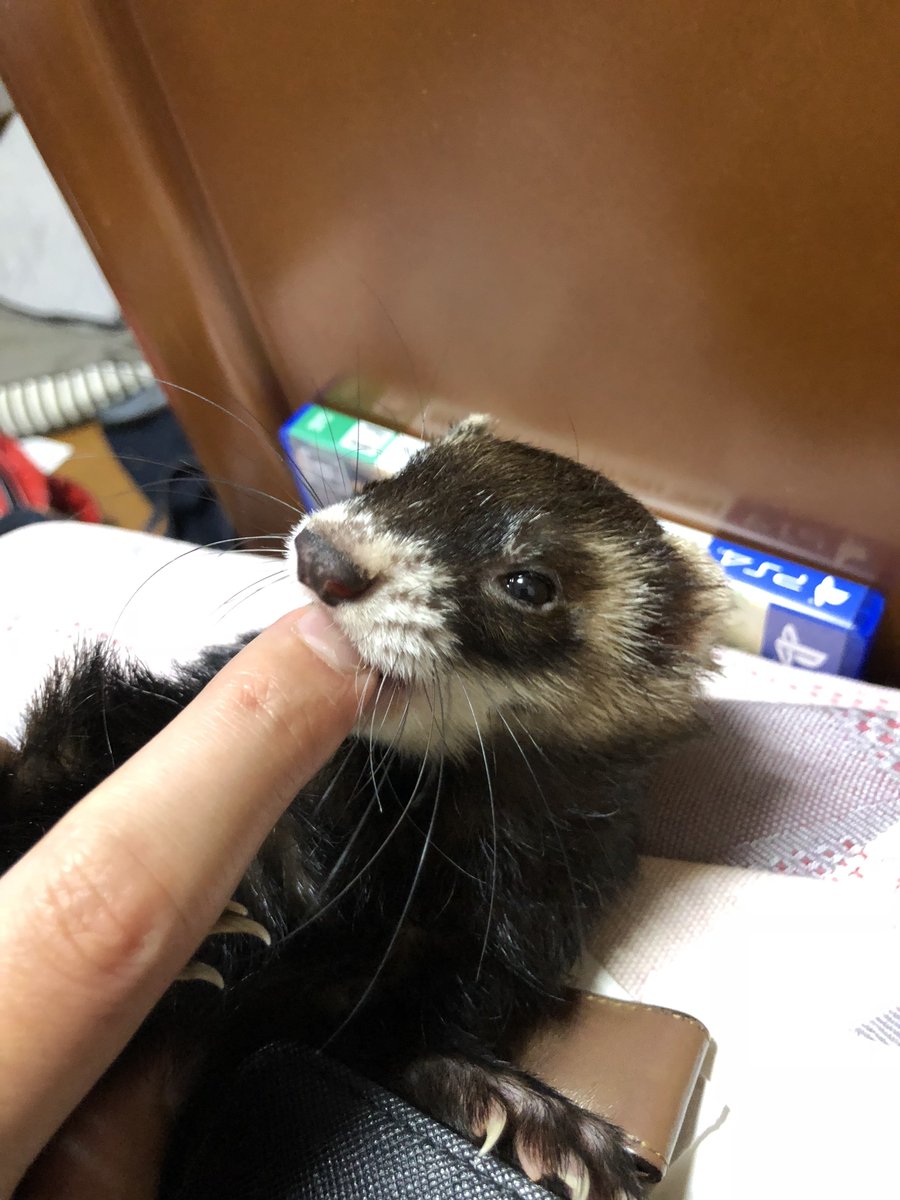 nabekoguma's tweet photo. フェ��ットが亡くなってからもう8年くらい経つのか…。
またペット飼いたいなぁ。 https://t.co/2sKmmJbuCR