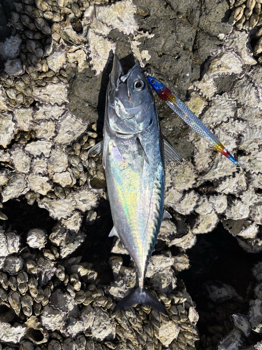 TAKEDA35f's tweet photo. 初めての沖磯釣行。
ジガロ80g にスマガツオが‼︎
小さくても初磯で初魚種‼︎
ロックショアハマりそう🌴
#PALMS
#palmsfishing
#ジガロ https://t.co/uHeGSKjRoU