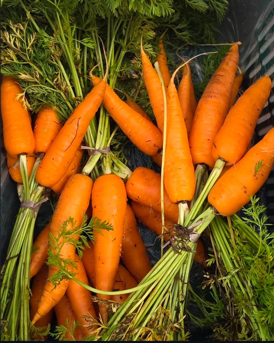 AssembleiaRS's tweet photo. 🥕 Sabia que toda quarta-feira, exceto nos feriados, acontece uma feira orgânica na entrada da Assembleia Legislativa?

O funcionamento é das 11h às 16h e todo mundo pode comprar, pois é aberta ao público.

📲 Confira essa e outras notícias nosso Instagram: @assembleiars https://t.co/XXGNyDNN68