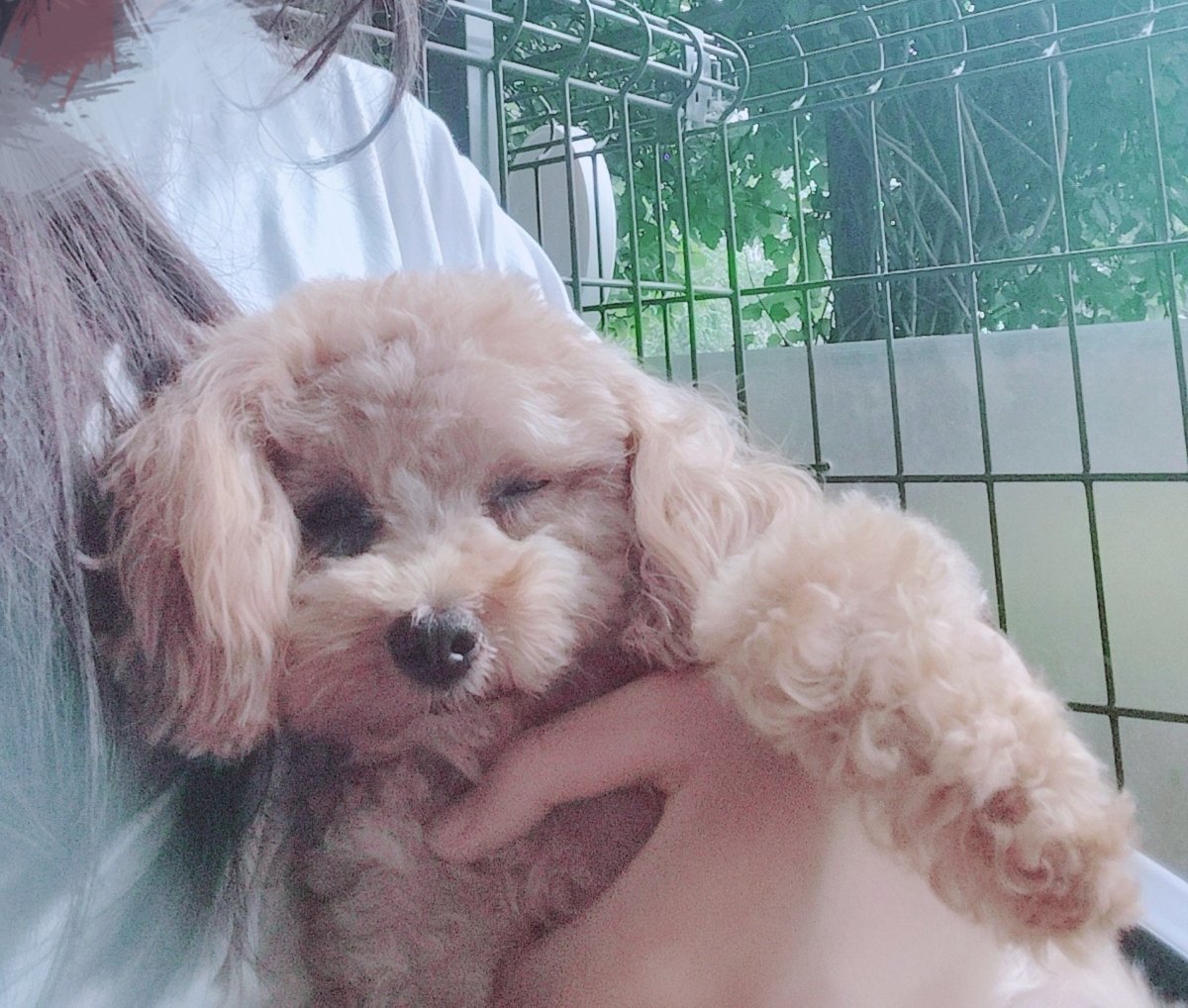 shiu0510's tweet photo. 前の触れ合い系で出会ったイッヌさん꒰ᐡ - ﻌ - ᐡ꒱ https://t.co/dFPxOkGiV5