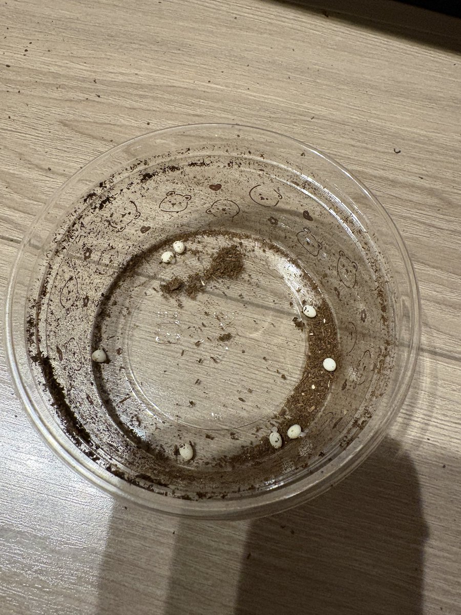 HTG096522879720's tweet photo. わぁ！やっと卵取れた！
加水と土ガチガチに固くしなかったのが原因だったか！
卵おいてたら早速２つ潰れちゃったんだけどどしたらええの... https://t.co/VoW0zKD8Oc