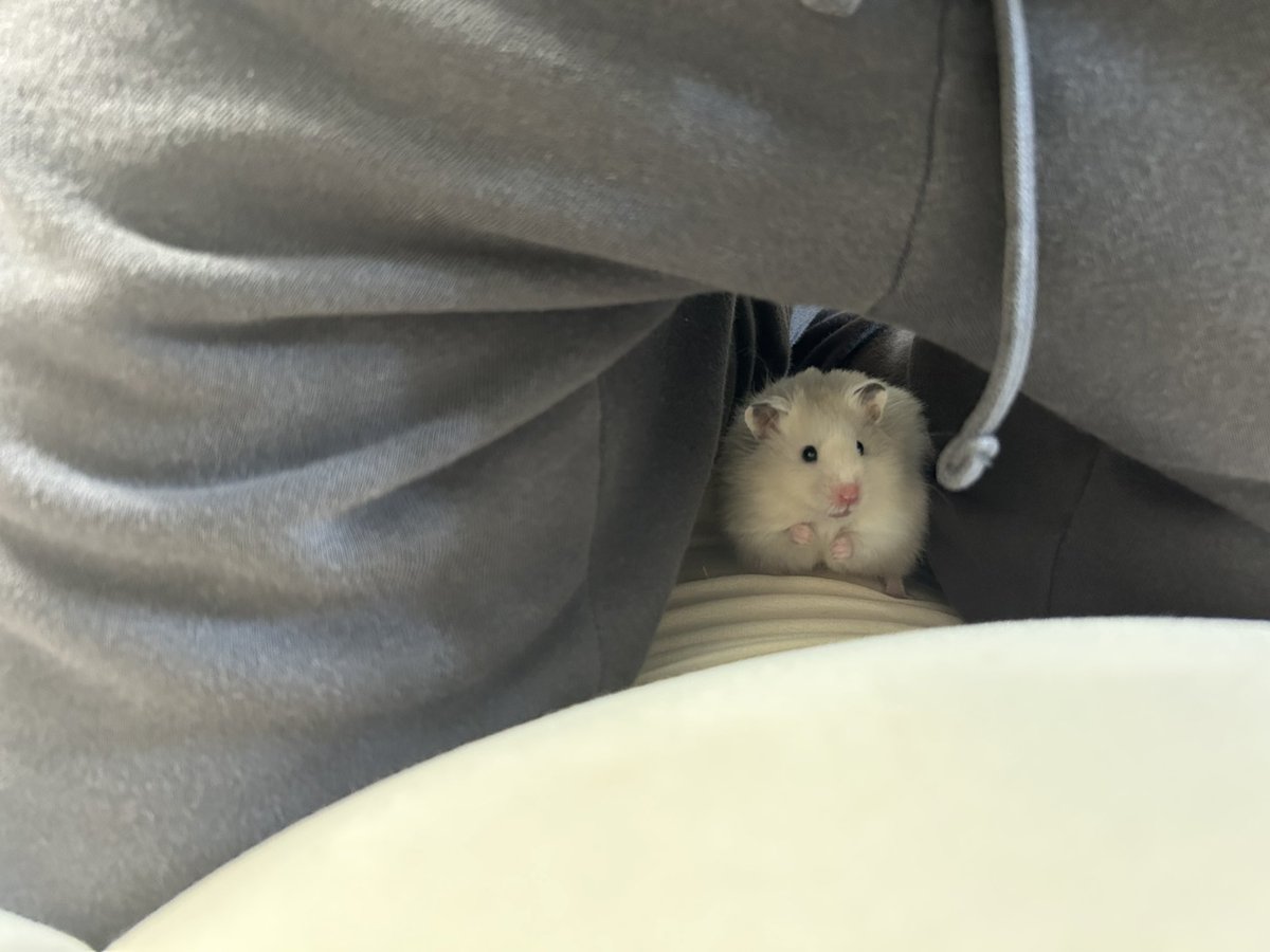 uddoonn's tweet photo. ヒモにびびるｩｭみて https://t.co/LgUY6zatd6