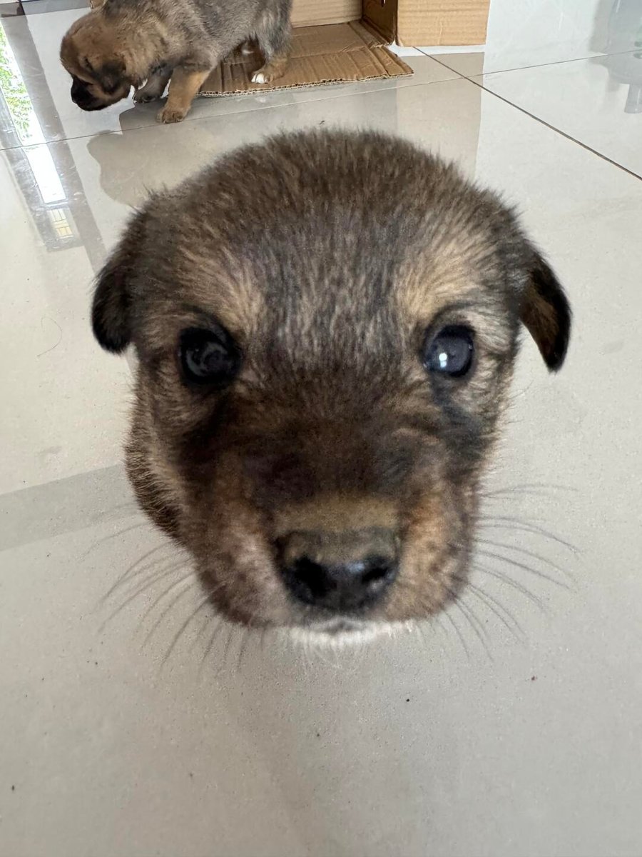 cutiespuppies's tweet photo. Bruno tilted his fuzzy head and let out a tiny soft squeak to ask for some gentle head scratches. https://t.co/B7vDiR69U6
