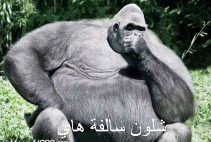 kiissmegoodbyee's tweet photo. ابي اتعرف على شخصين اصحاب بقروب بس معرف افقد خليه من دماغي واخاف الاشخاص يكرهوني اوردي لا حول https://t.co/TB0pekNOSx