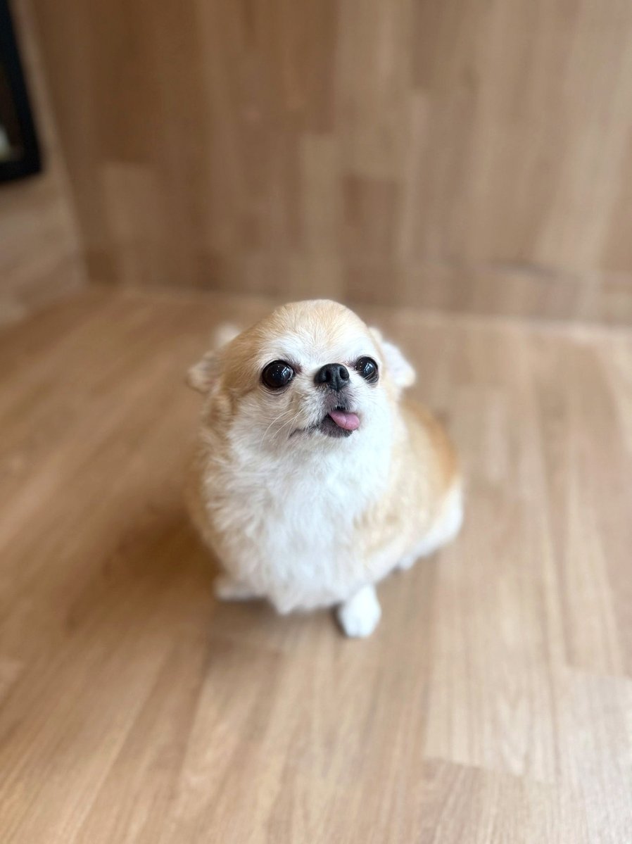 MckCisse's tweet photo. 配信おつでござるー
空を飛ぶまではいけなくても色々テイムも進んだし拠点も文明も進んでよかったよ！
必要素材数多くて大変だけど段階を踏んで上げてくの経験できるのは為になるよね
テリジーノの尻尾のもふもふ感良き https://t.co/OEGPtnSg8I