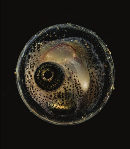 Killisfundation's tweet photo. When Protecting Wetlands Is Not Enough: Active Conservation for Threatened Annual Killifish
Maltchik L, Godoy RS, Weber V, Stenert C, Bairos Moreira LF. 2026. Animal Conservation 1–3
https://t.co/1FimHchw08 https://t.co/9xvSfCgmgt